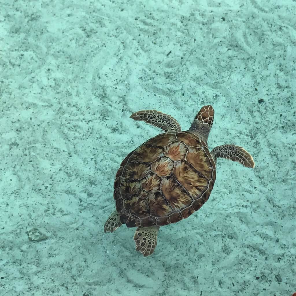 sea turtle, Nassau, Bahamas, Atlantis, layover, layover life, flight attendant life, ocean, awheelinthesky.com